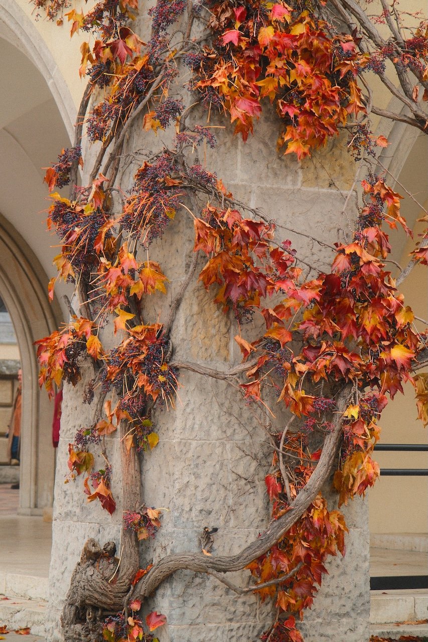 Colorful Autumn Leaves_Wawel Castle_Up Close_Krakow