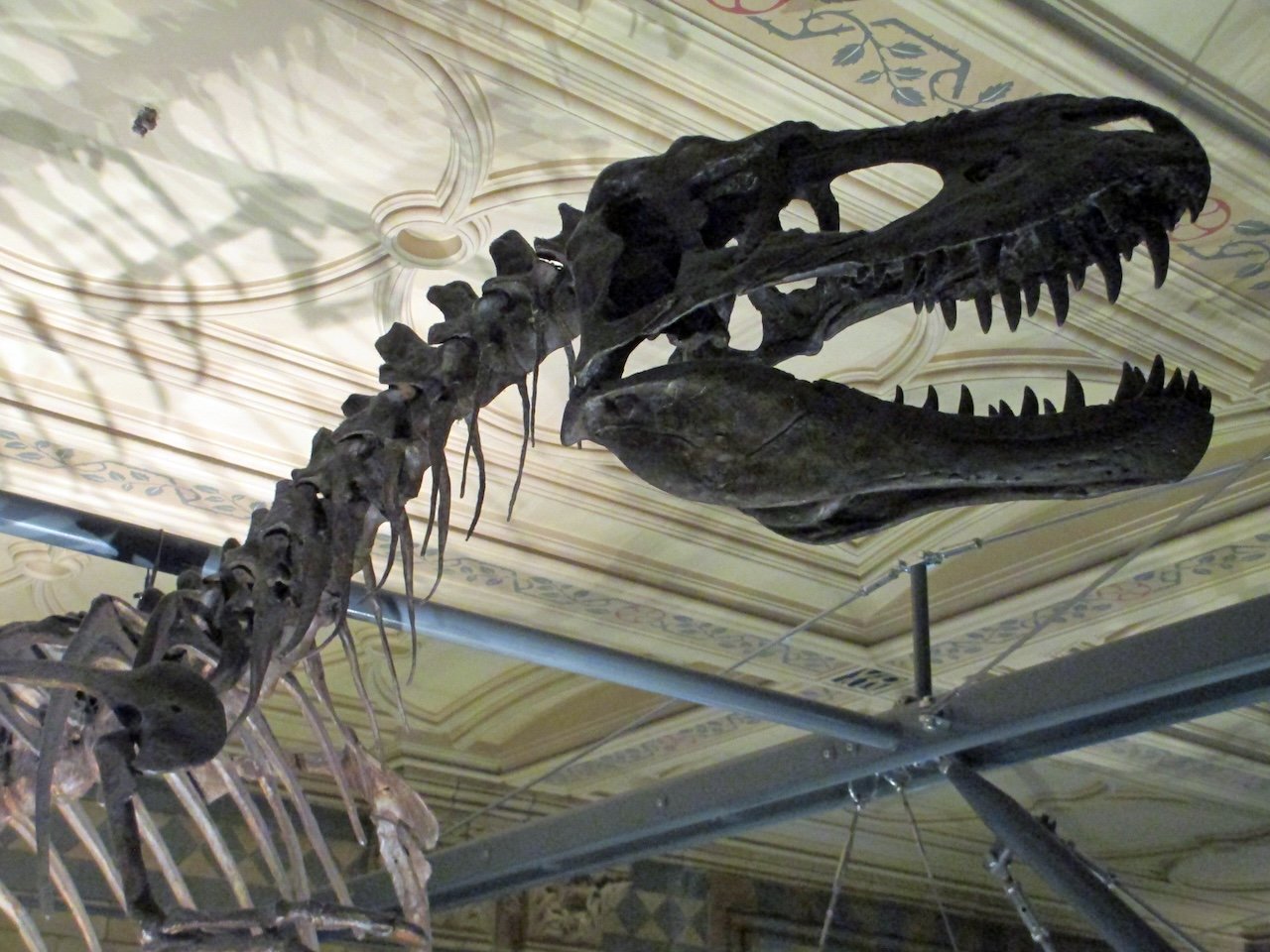 Dinosaur Skeleton_Natural History Museum_London