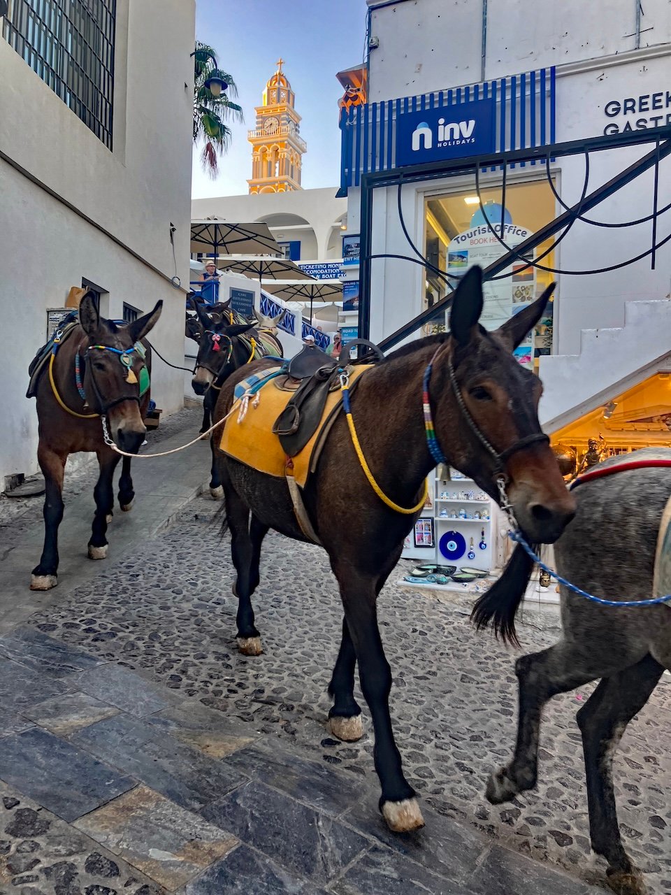 Donkeys_Santorini_Fira Donkeys_Santorini_Fira