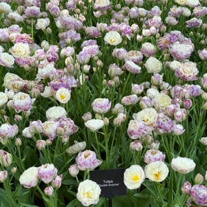 Double Surprise Tulips_Keukenhof_Netherlands_5x5