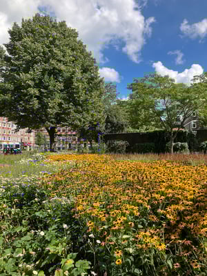Field of Flowers Near Heineken Experience_Amsterdam