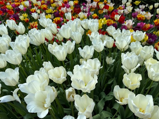 Field of Tulips_White Tulips Foreground_Keukenhof_Netherlands