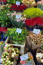 Fresh Flowers_Flower Market_Amsterdam