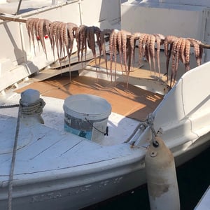 Freshly Caught Octopus_Naoussa Harbor_Paros_2021_5x5