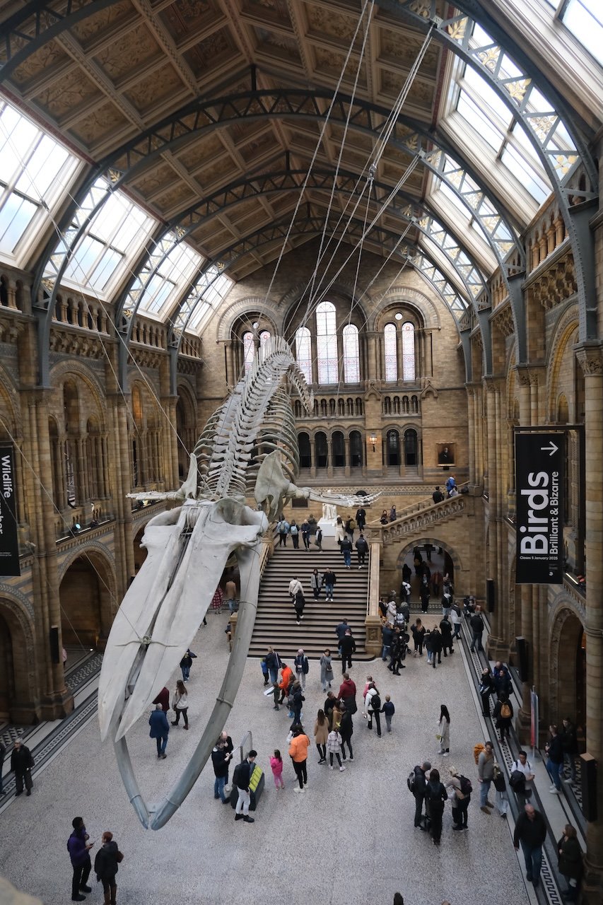 Hintze Hall_Natural History Museum_London
