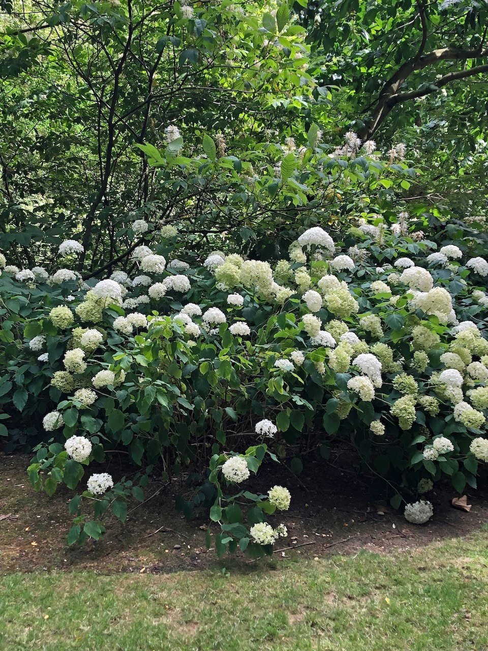 Hydrangeas_London Park