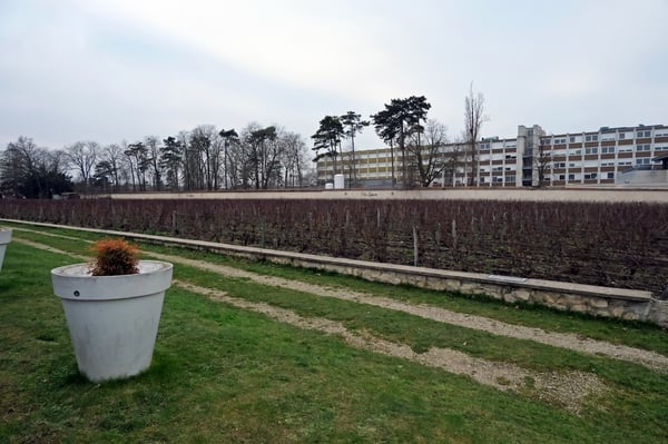 Lanson Vineyard_Reims