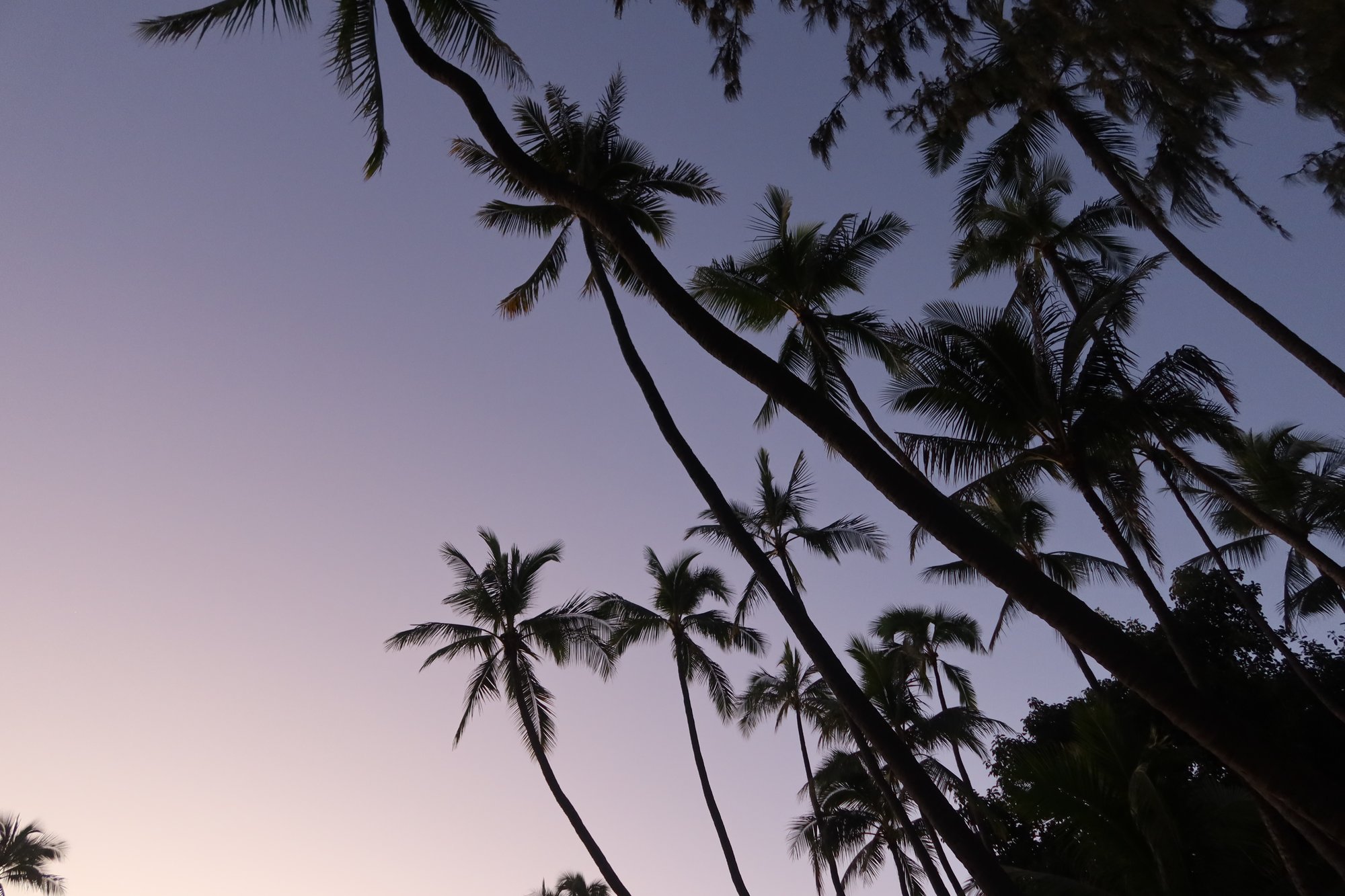 Lavender Sunset_Palm Trees_Hawaii