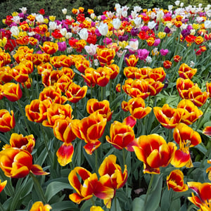 Multicolor Tulips_Keukenhof_Netherlands_5x5