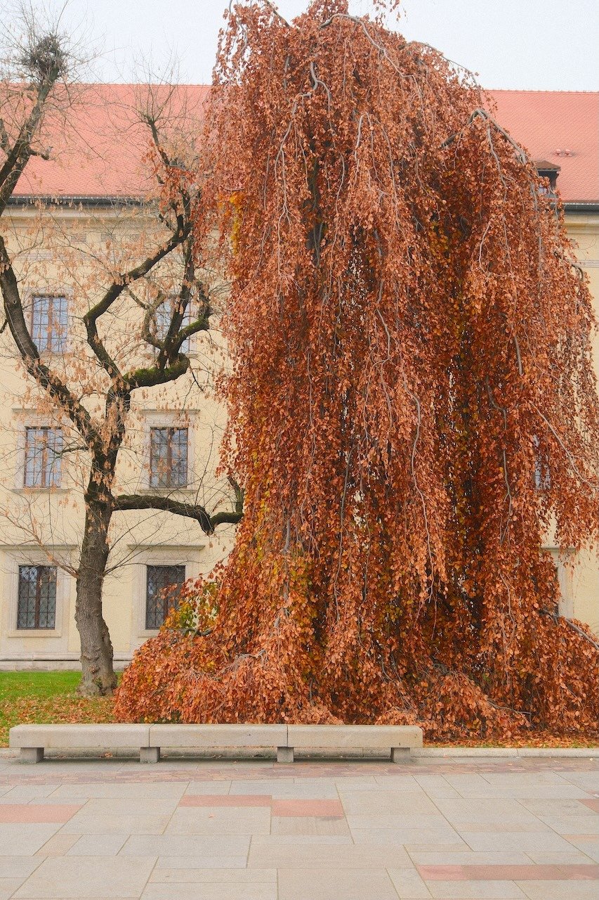 Orange Autumn Leaves_Wawel Castle_Krakow