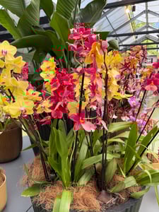 Orchids_Flower Show_Keukenhof_Netherlands