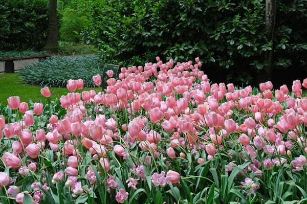 Pale Pink Tulips_Keukenhof_Netherlands