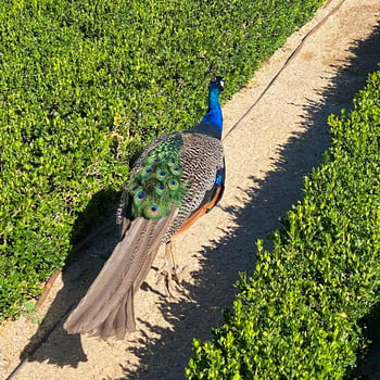 Peacock_Retiro_Madrid