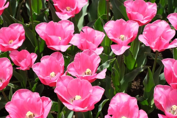 Pink Tulips_Up Close_Keukenhof_Netherlands
