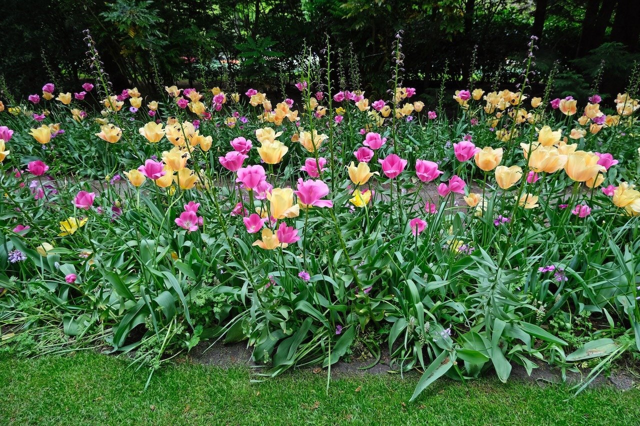 Pink and Yellow Tulips_Keukenhof_Netherlands