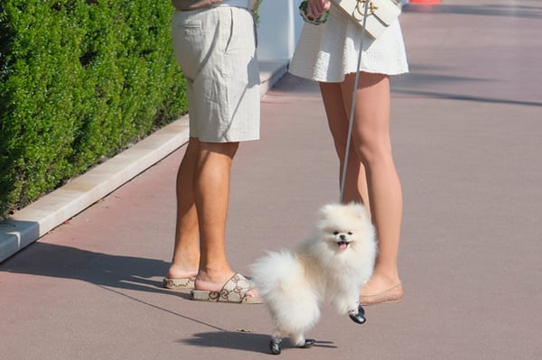 Pommeranian_La Croisette_Cannes