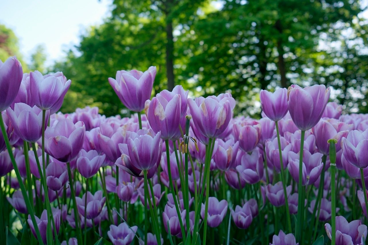Purple Tulips_Netherlands_Amsterdam Purple Tulips_Netherlands_Amsterdam