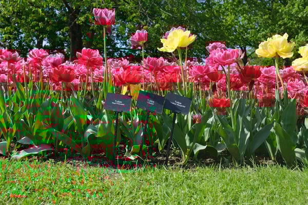 Red Pink Yellow Tulips_Keukenhof_Netherlands