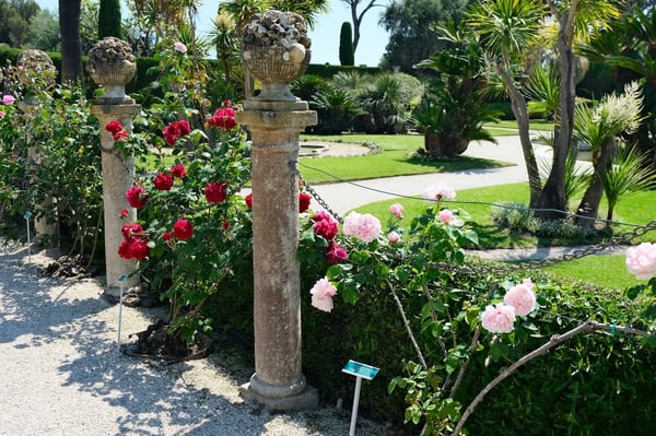 Rothschild Villa_Rose Bushes