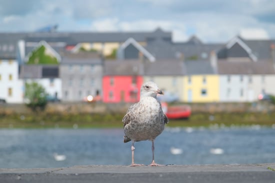 Seagull_Close-Up_River Corrib_Galway