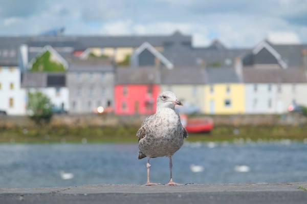 Seagull_Close-Up_River Corrib_Galway
