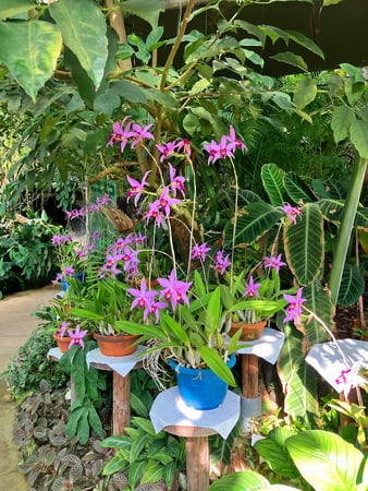 Shinjuku Gyoen National Garden_Greenhouse_Orchids