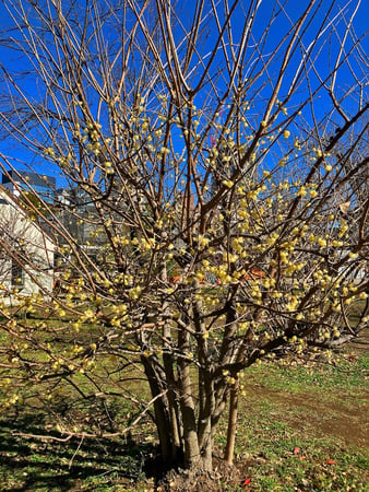 Shinjuku Gyoen National Garden_Wintersweet Tree