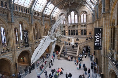 The Whale national history musem - England