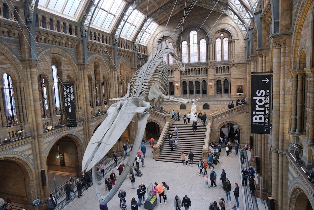 The Whale national history musem - England