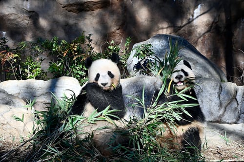 Ueno Zoo Pandas