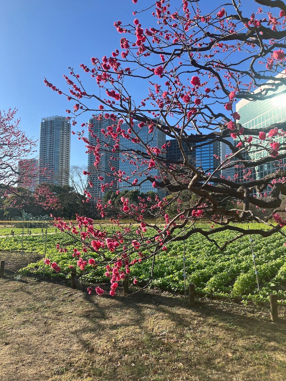 Ume_Hamarikyu Garden_Tokyo