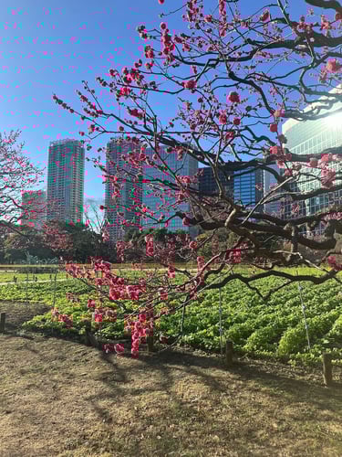 Ume (Plum Blossoms) at Hamarikyu Gardens in Tokyo, Japan