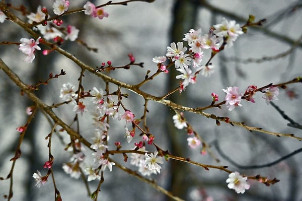 Winter Cherry Blossoms_Nagai Park_Osaka