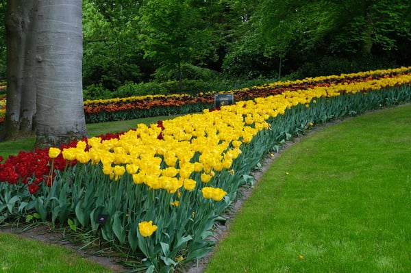 Yellow Tulips_Keukenhof_Netherlands
