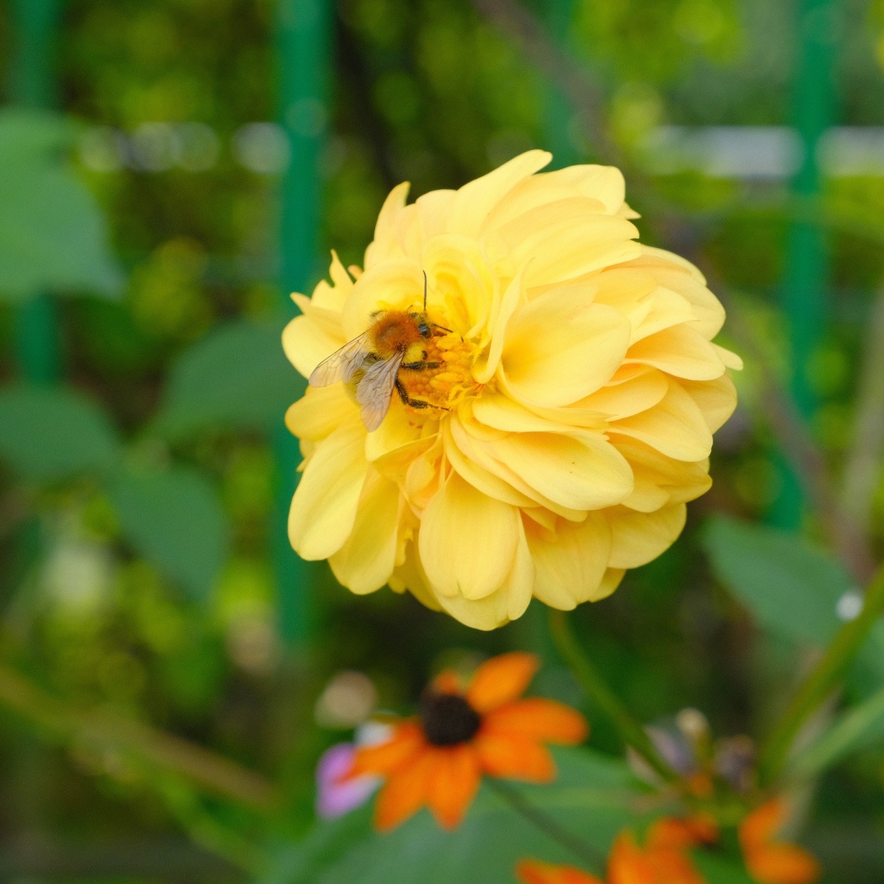 Bee_Monets Garden_Giverny_5x5